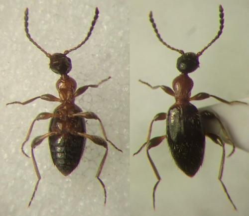 Réf. 252 280 : Anthelephila pedestris